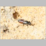 Sphecodes crassus - Blutbiene w004a 4mm - Sandgrube Niedringhaussee-det.jpg